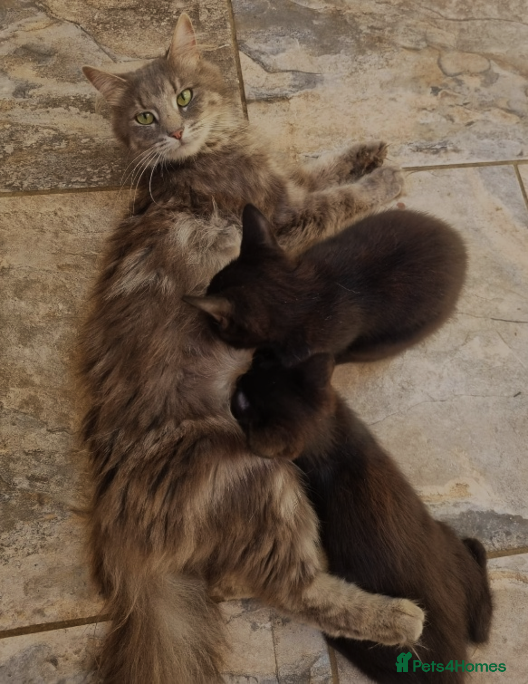 Mixed Breed cats for sale: New Homes Wanted - Image 4