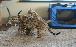Bengal cats for sale: Show quality Bengal kittens available  - Image 26