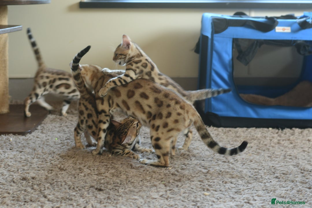 Bengal cats for sale: Show quality Bengal kittens available  - Image 26