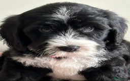 Sheepadoodle dogs for sale: unique sheepadoodles due - Image 38