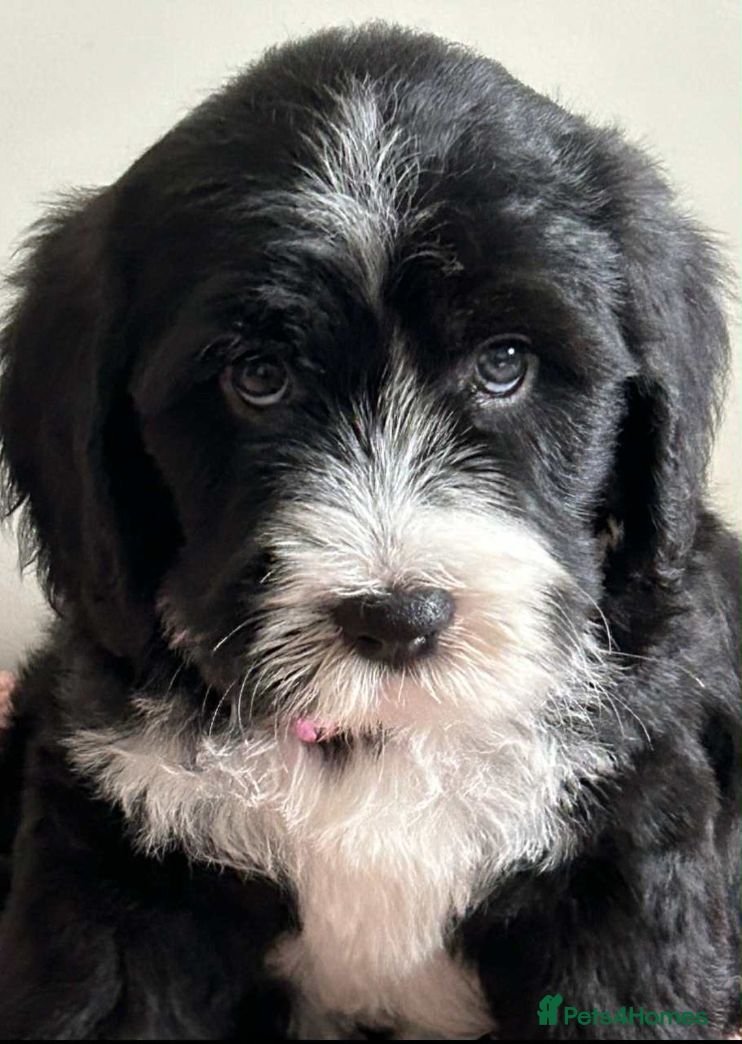 Sheepadoodle dogs for sale: unique sheepadoodles due - Image 38