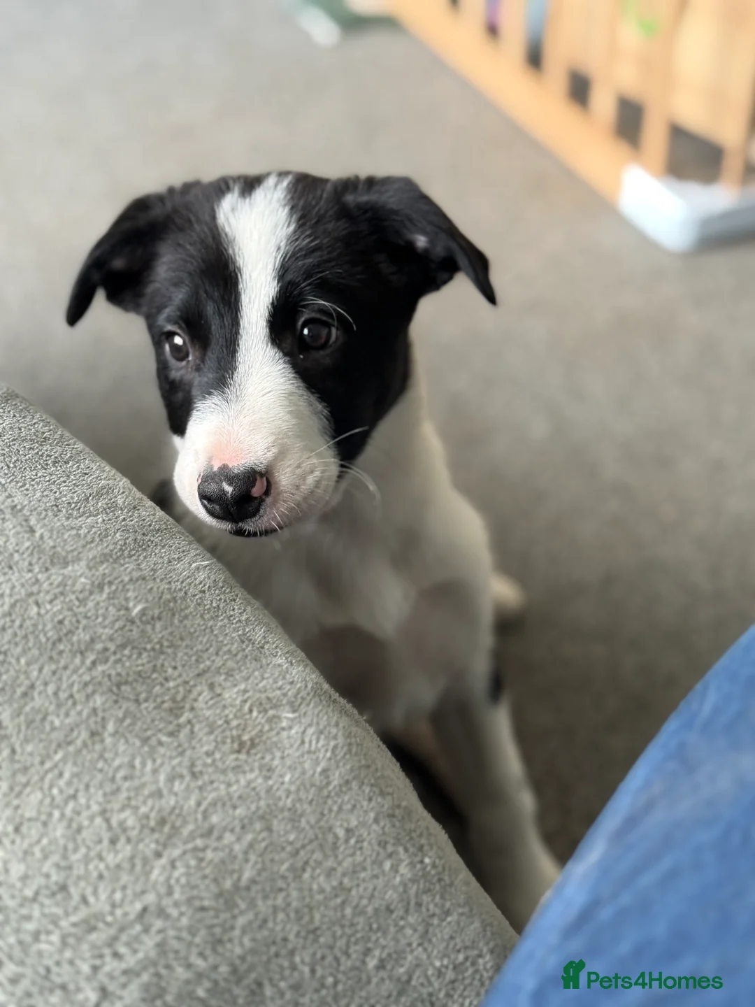 Border Collie dogs for sale: Border collie puppies seeking working/active homes - Advert 38