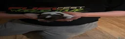 Sprocker dogs for sale: Sprocker puppies  - Advert 8