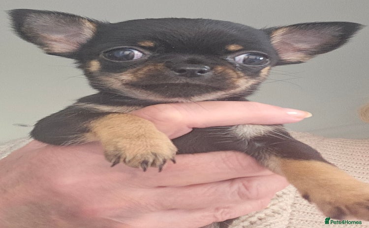 Chihuahua dogs Beautiful Tiny Blue Chihuahuas - Advert 3