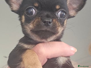 Chihuahua dogs Beautiful Tiny Blue Chihuahuas - Advert 3