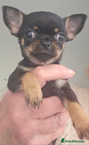 Chihuahua dogs Beautiful Tiny Blue Chihuahuas - Advert 3