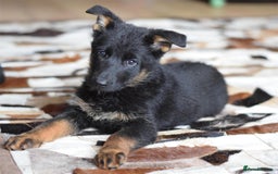 German Shepherd dogs for sale: German Shepherd Puppies - Image 28
