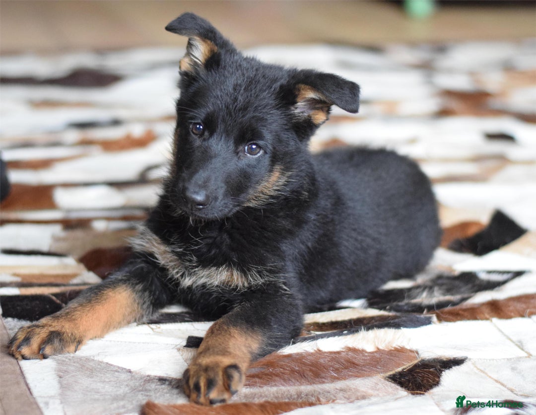 German Shepherd dogs for sale: German Shepherd Puppies - Image 28