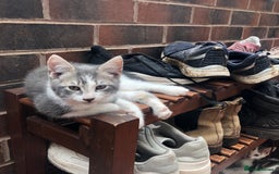 Mixed Breed cats for sale: Rescued feral farm kittens  - Image 3