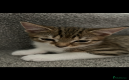 Mixed Breed cats for sale: REDUCED & READY NOW BSH x Tabby kittens  - Image 5
