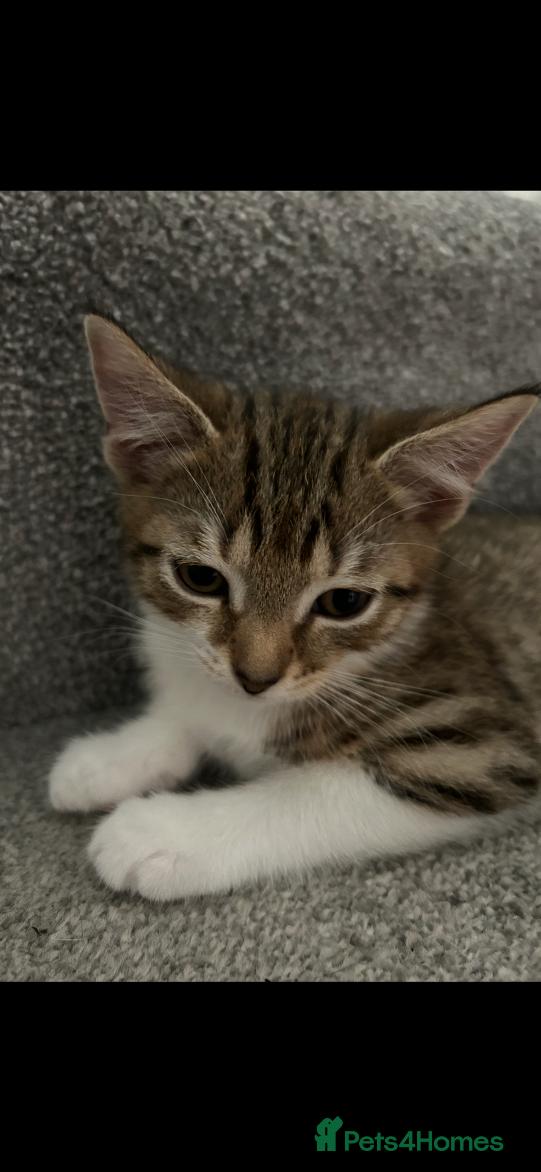 Mixed Breed cats for sale: REDUCED & READY NOW BSH x Tabby kittens  - Image 5