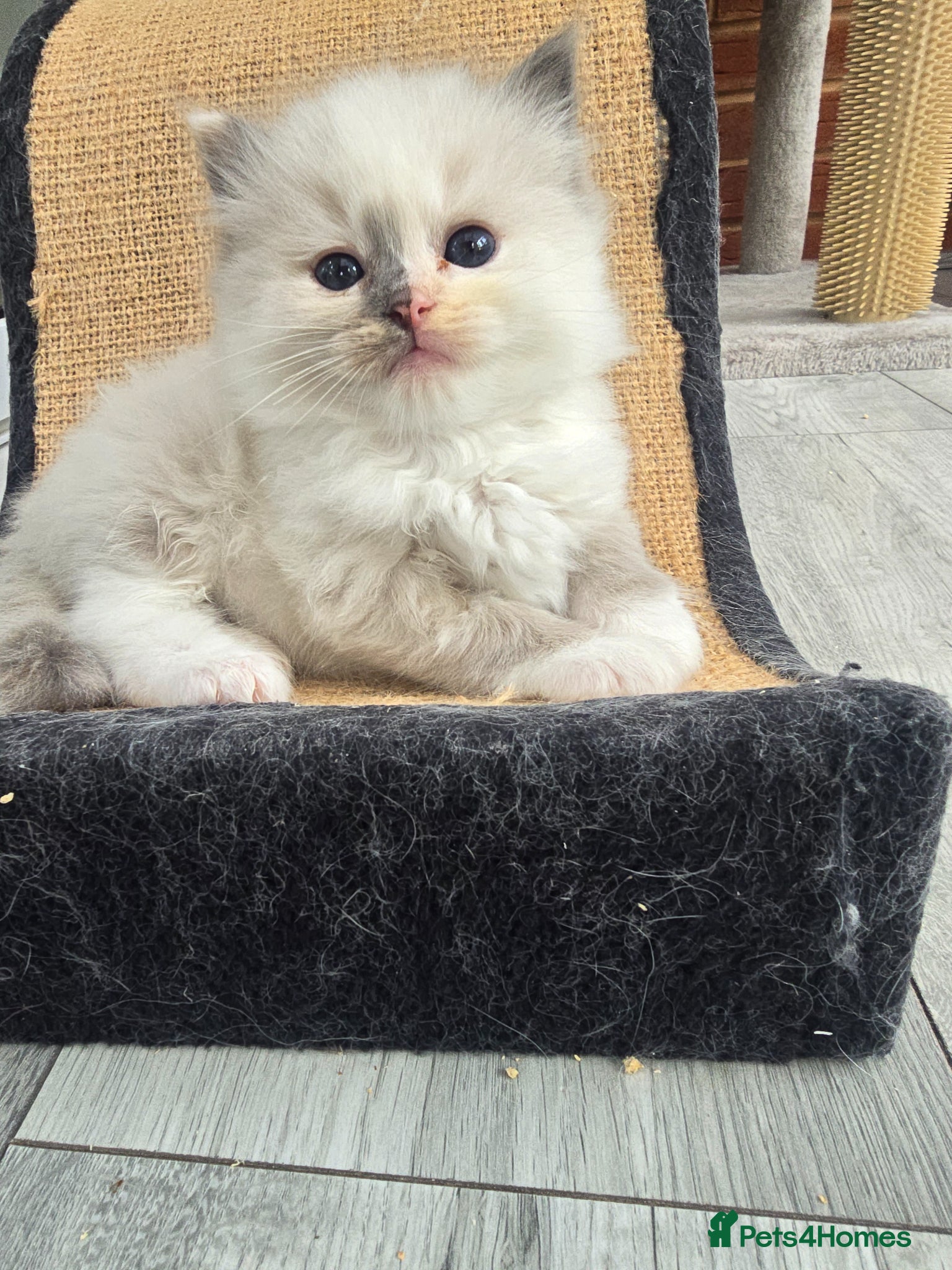 Ragdoll cats Stunning European bloodline kittens - Advert 3