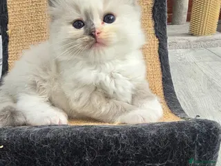 Ragdoll cats Stunning European bloodline kittens - Advert 3