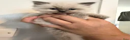 Ragdoll cats for sale: Ragdoll kittens - Advert 10