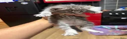 Mixed Breed cats for sale: Main coons ready for new home  - Advert 8