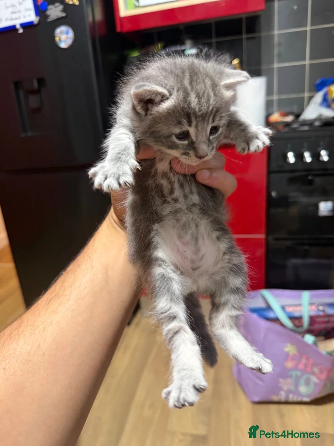 Mixed Breed cats for sale: Main coons ready for new home  - Advert 8