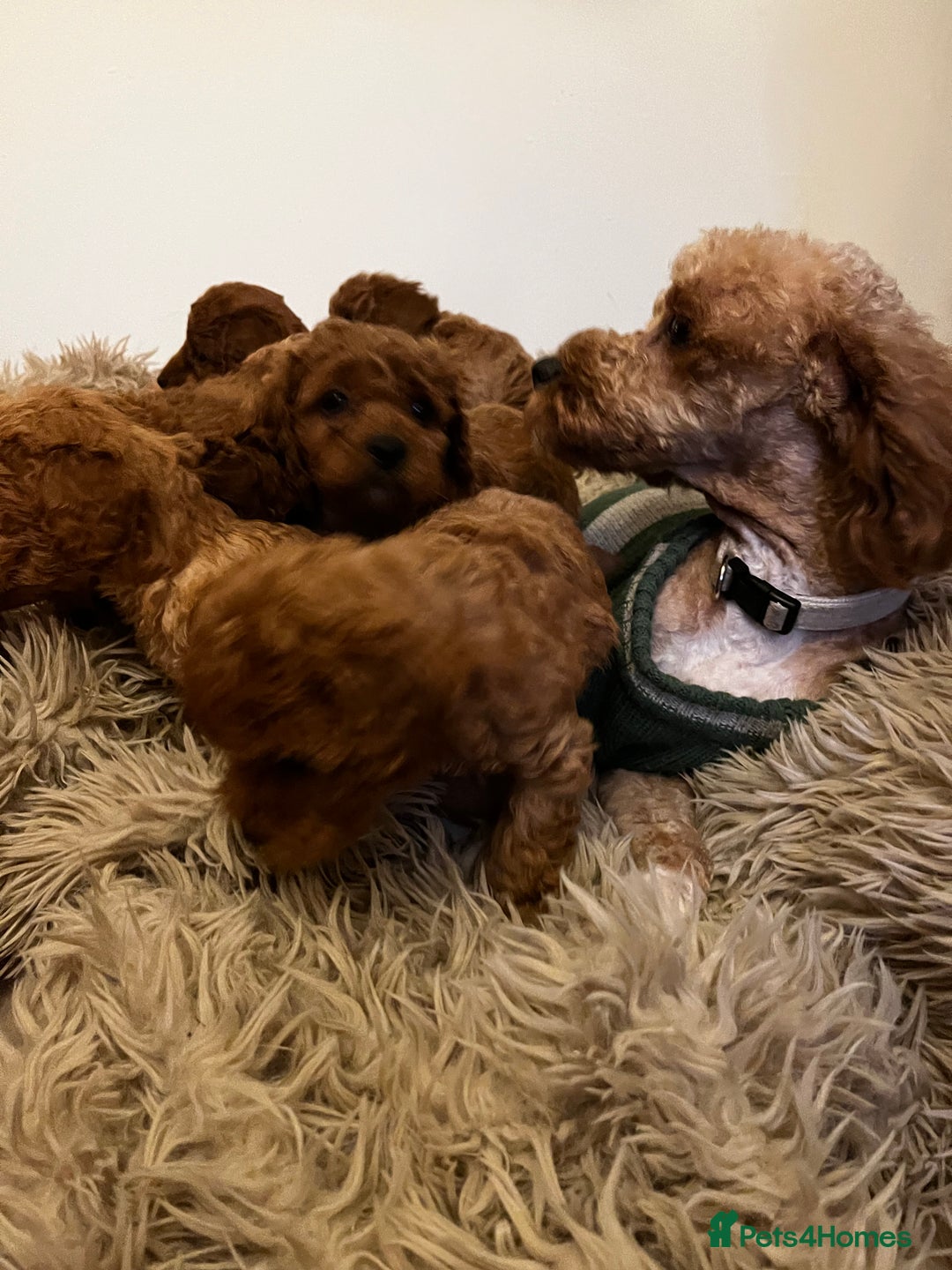 Cavapoo dogs for sale: 7 adorable puppies for sale 5 girls 2 boys  - Image 3