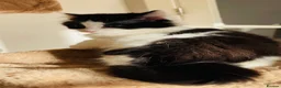 Mixed Breed cats for sale: Kittens for sale ,mixed breed, wonderful behaviour - Advert 24