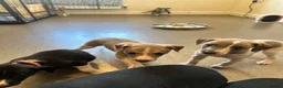 Whippet dogs for sale: KC registered whippet puppies  - Advert 3