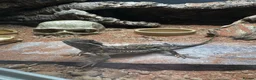 Bearded Dragon reptiles for sale: Healthy 1Yr Old Rankins Dragon Looking for NewHome - Advert 2