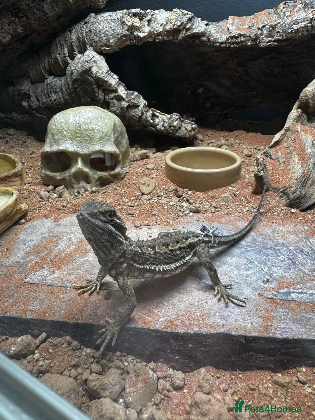 Bearded Dragon reptiles for sale: Healthy 1Yr Old Rankins Dragon Looking for NewHome - Advert 2