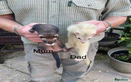 Ferret rodents for sale: Greyhound Ferret Kits - Image 10