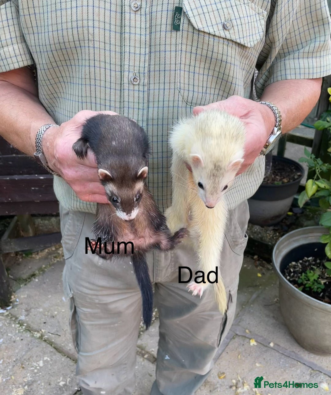 Ferret rodents for sale: Greyhound Ferret Kits - Image 10