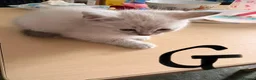 Mixed Breed cats for sale: Beautiful fluffy ragdoll X kittens- 3 females - Advert 5