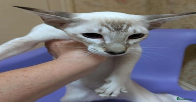 Siamese cats - Advert 1