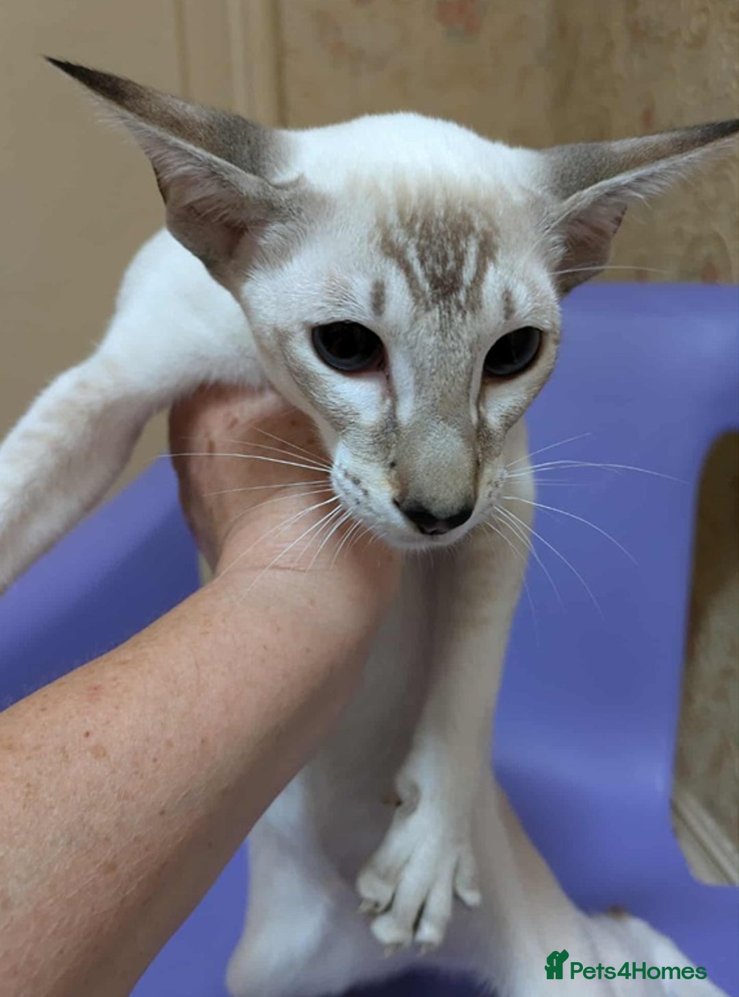 Siamese cats for sale: Siamese Kittens For Sale. - Image 3