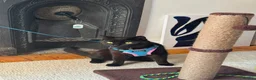 Mixed Breed cats for sale: Friendly, healthy young Milo seeking loving home - Advert 9