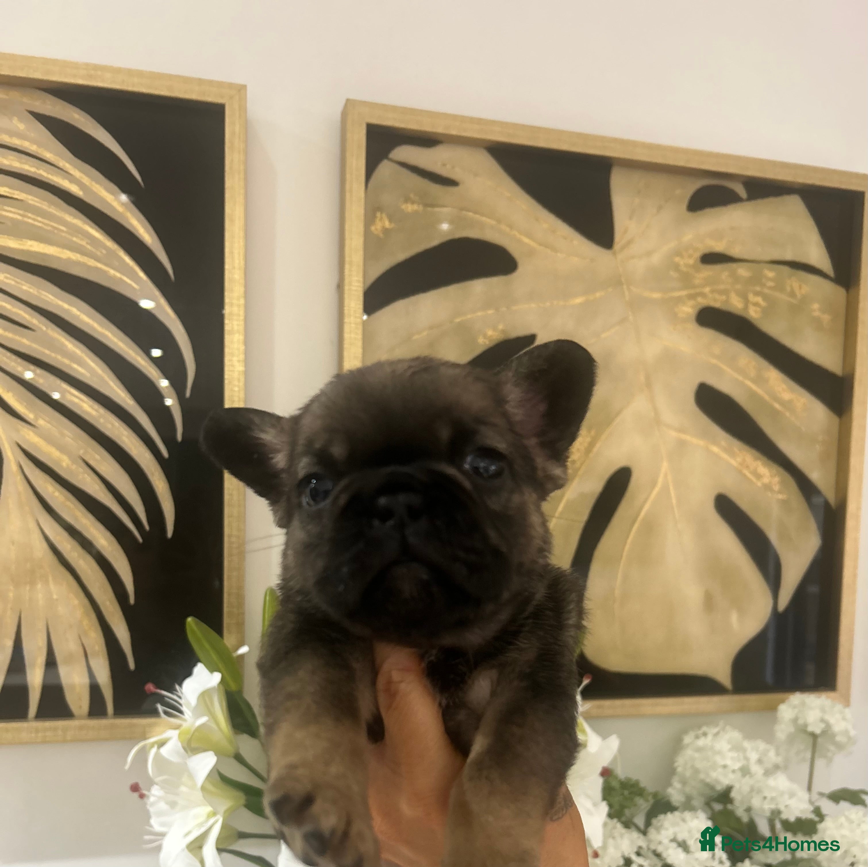 French Bulldog dogs French bulldog pups  - Advert 3
