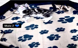 Domestic Shorthair cats for sale: 4 kittens available  - Image 9