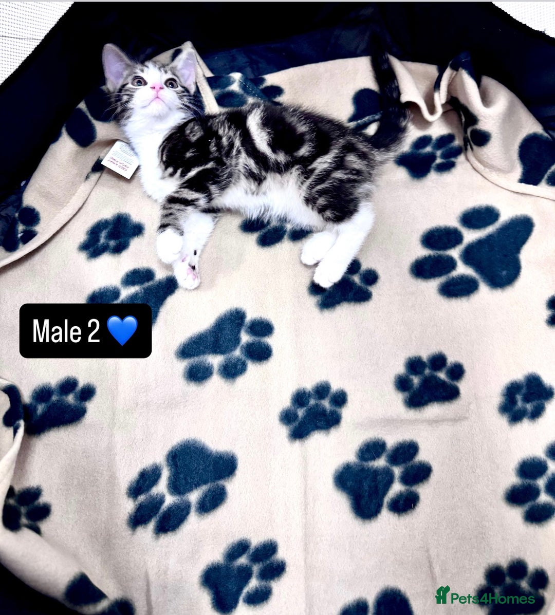Domestic Shorthair cats for sale: 4 kittens available  - Image 9