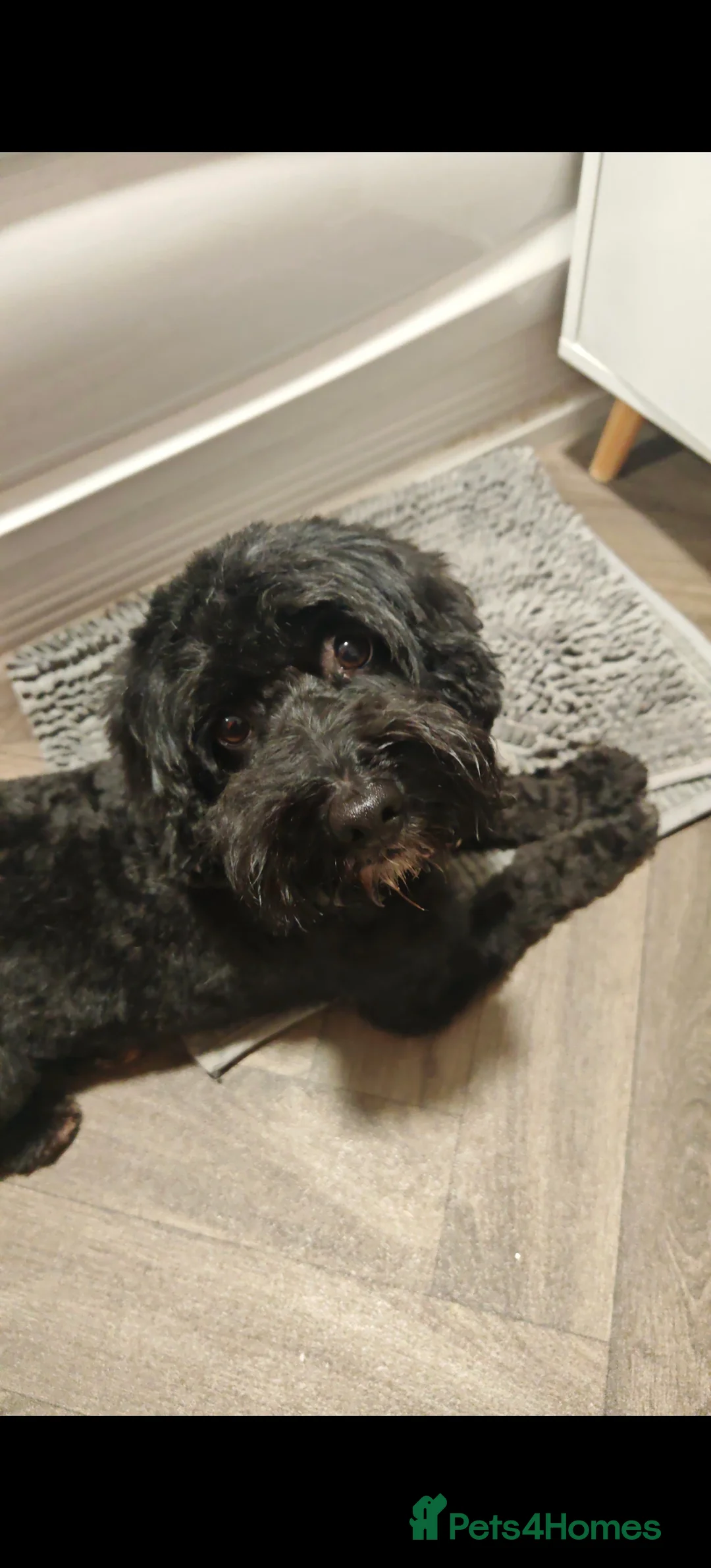 Cockapoo dogs for sale: Cockapoo puppies  - Advert 4