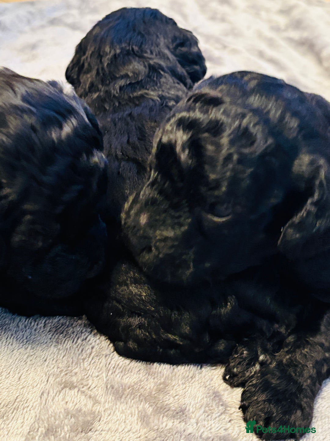 Labradoodle dogs for sale: Miniature Labradoodles - Advert 6