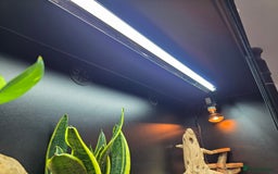 Bearded Dragon reptiles for sale: Beautiful juvenile Bearded dragon and set up. - Image 9