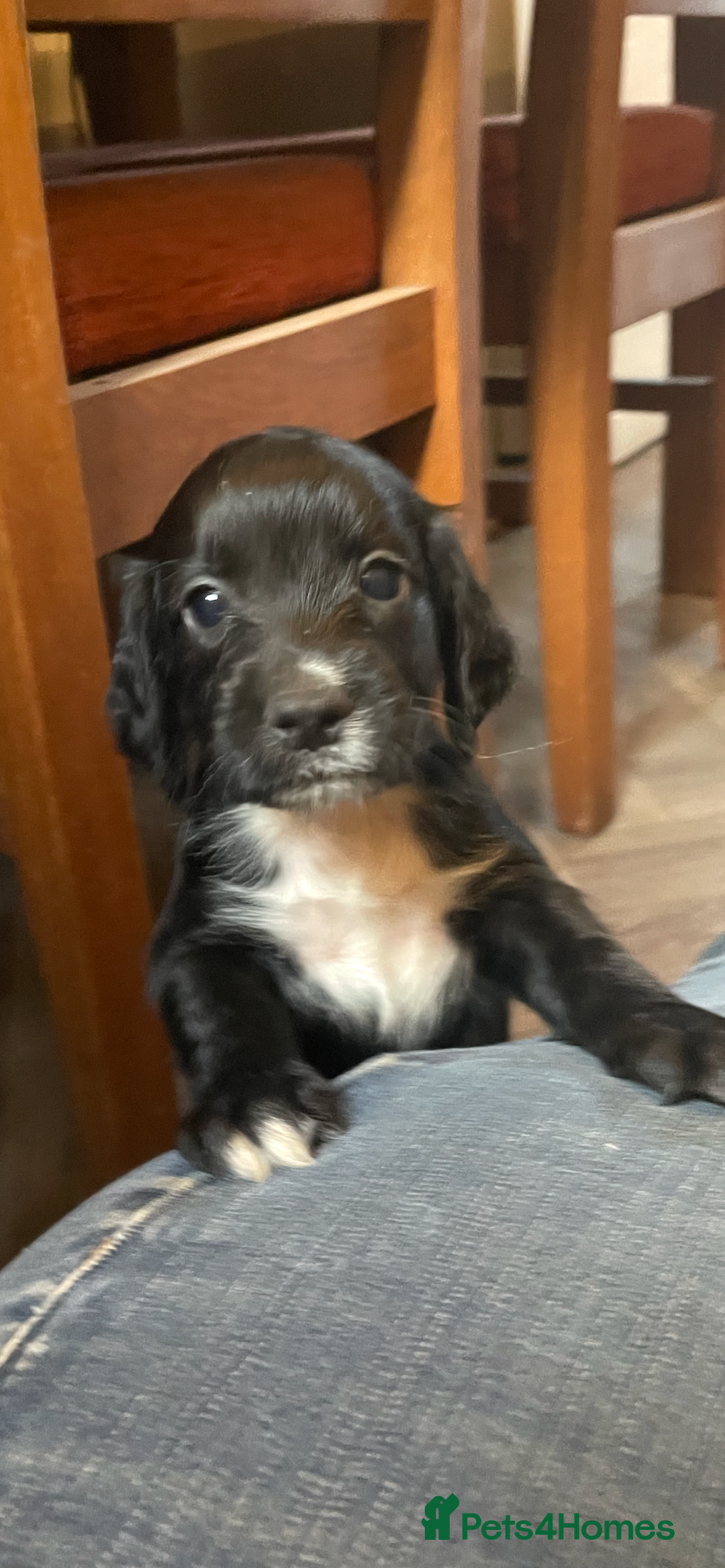 Cocker Spaniel dogs for sale: KC Registered Cocker Spaniels  - Image 5