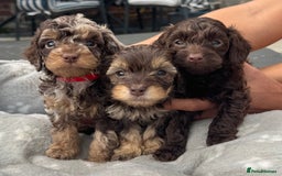 Mixed Breed dogs for sale: Chocolate merl Cockerpoo puppies - Image 1