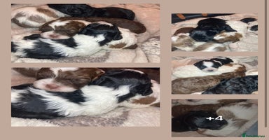 Shihpoo dogs - Advert 1