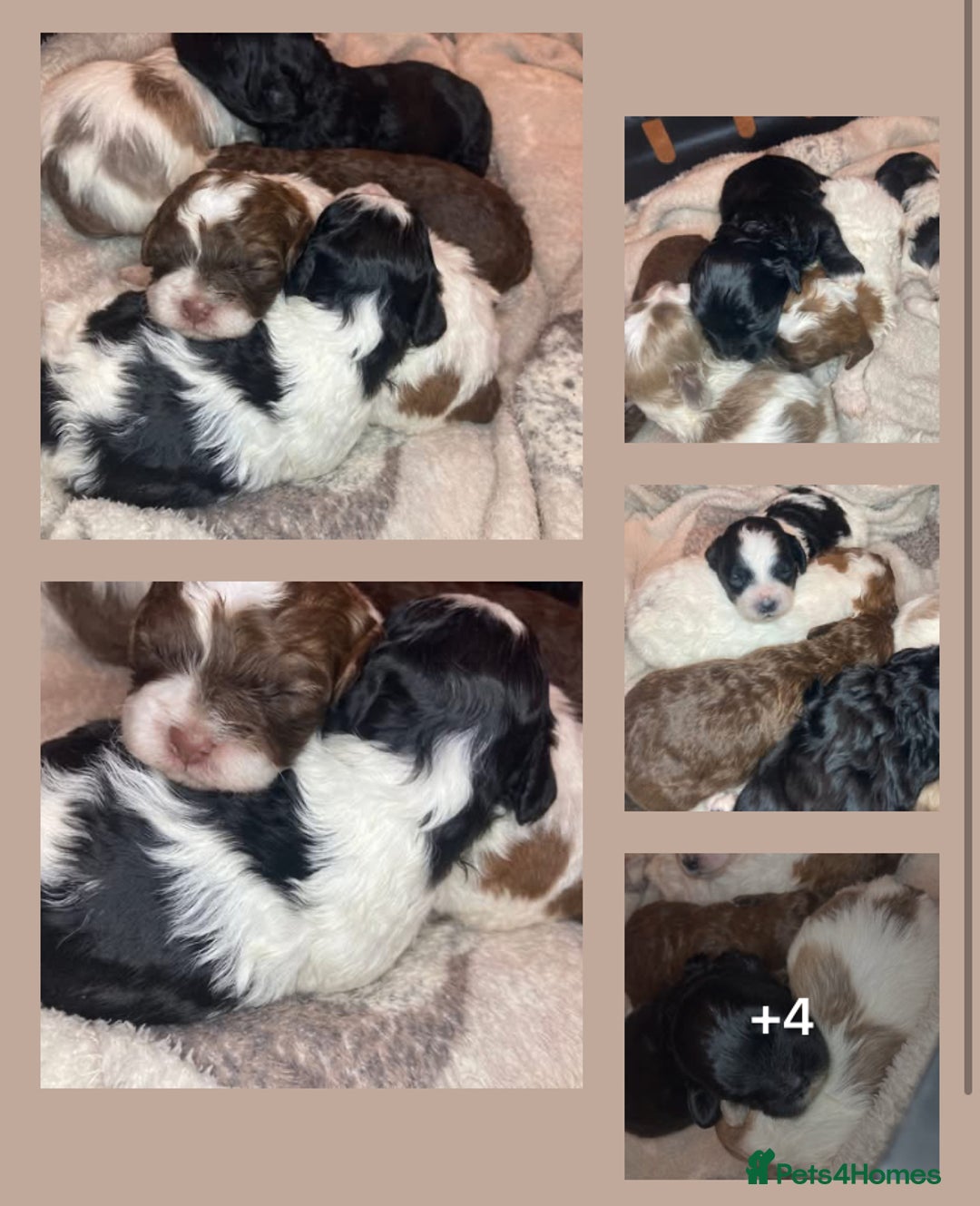 Shihpoo dogs for sale: 5 star rated Toy shihpoo puppies - Image 5