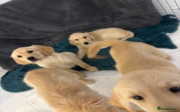 Golden Retriever dogs for sale: Golden retriever  - Image 9