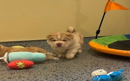 Mixed Breed dogs for sale: Genuine Chowski puppies  - Image 13
