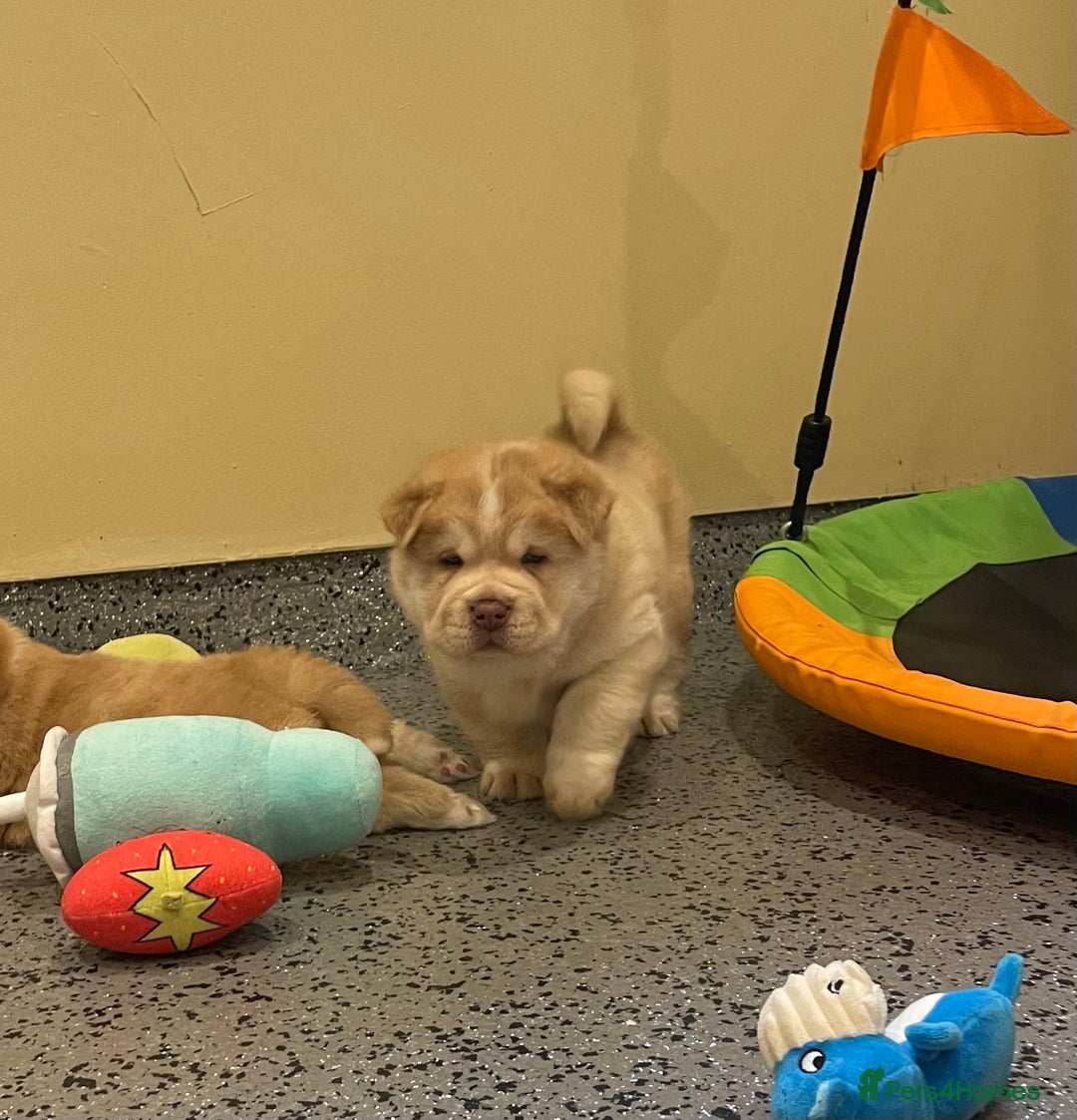 Mixed Breed dogs for sale: Genuine Chowski puppies  - Image 13