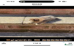 Mixed Breed cats for sale: 🐾 7 Adorable Kittens Looking for Loving Homes 🐾 - Advert 7