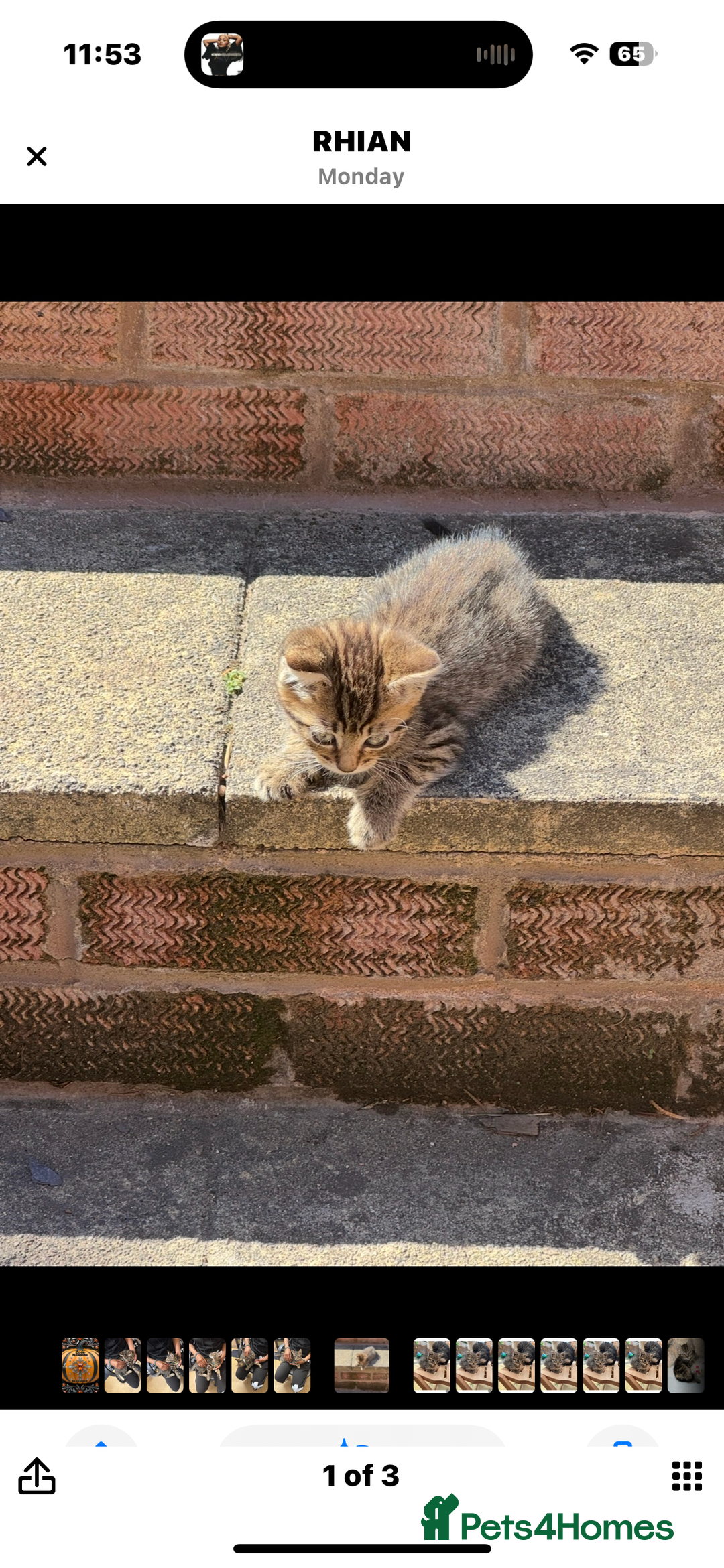 Mixed Breed cats for sale: 🐾 7 Adorable Kittens Looking for Loving Homes 🐾 - Advert 7