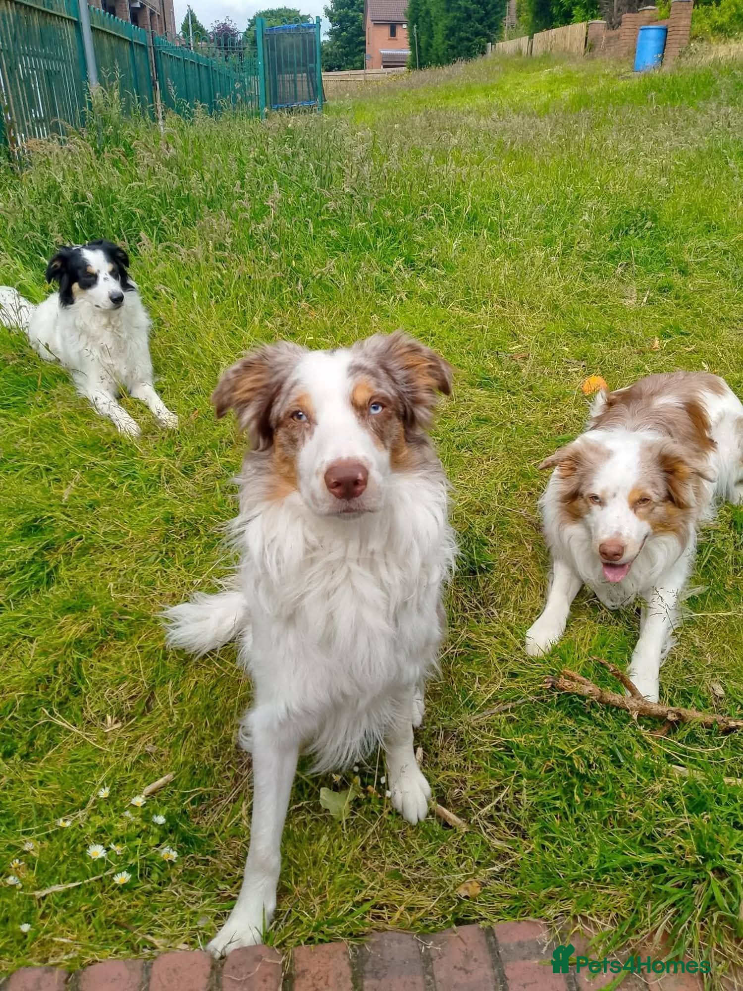 Border Collie dogs Border collie male for sale  - Advert 6