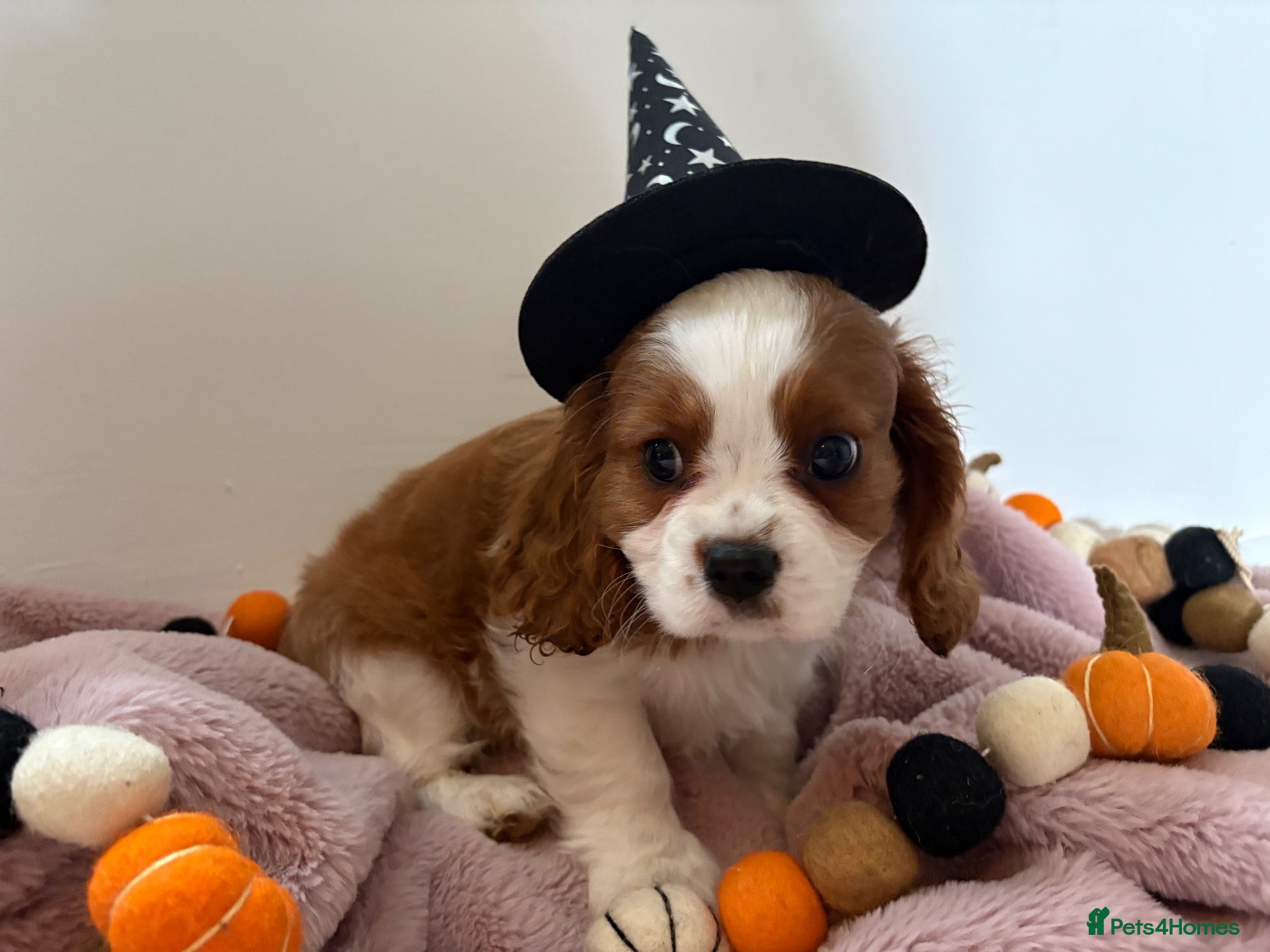 Cavalier King Charles Spaniel dogs 6 Full Breed King Charles Cavalier Puppies  - Advert 16