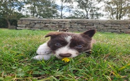 Border Collie dogs for sale: Beautiful farmhome bred Red and white Collies - Image 1