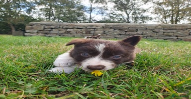 Border Collie dogs - Advert 4